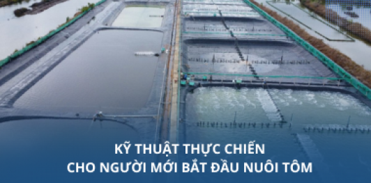 Kỹ thuật thực chiến cho người mới bắt đầu nuôi tôm